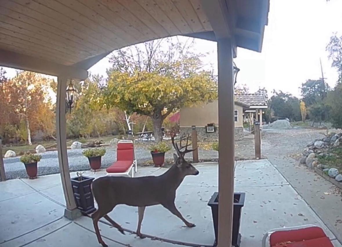 Sequoia River Front Cabins Three Rivers Exterior foto